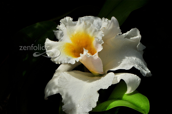 ORCHID 13 A - 2012