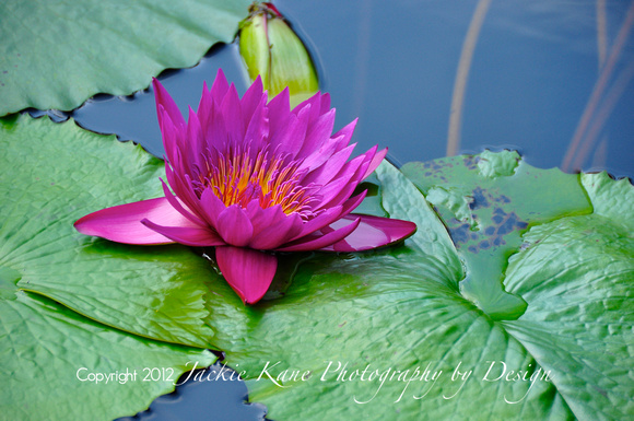 OCTOBER BEAUTY (Waterlily) - LIMITED EDITION