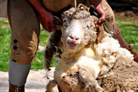 Plantation Sheep Shearing 2011