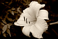 Lily in Sepia - $65. matted