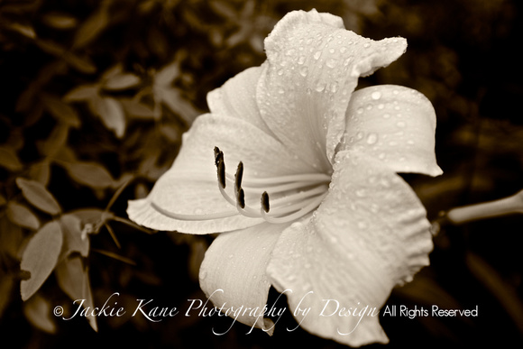 Lily in Sepia - $65. matted