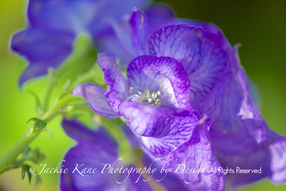 Purple Splendor at Chanticleer - $50. matted (Show Special Pricing)