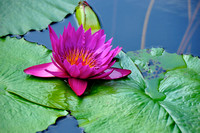 October Beauty Waterlily - 20 X 27 FRAMED $295 - 12 X 16 MAT on 8 X 12 print $75