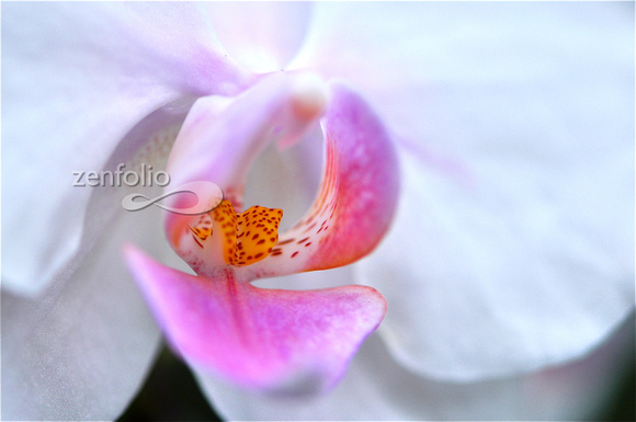 ORCHID 3 - 2012
