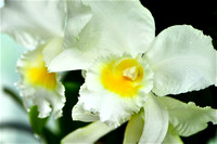 ORCHID 8 - 2012