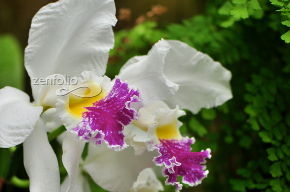 ORCHID 9 - 2012