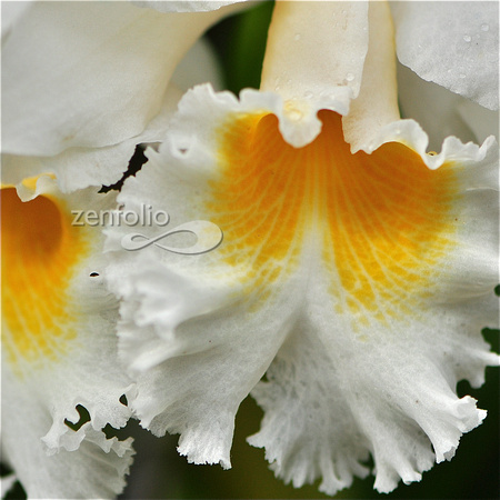 ORCHID 10 - 2012