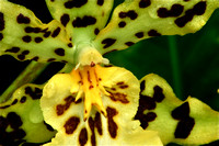 ORCHID 1 - 2012
