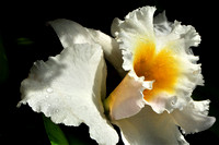 ORCHID 13 - 2012