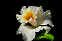 ORCHID 13 A - 2012