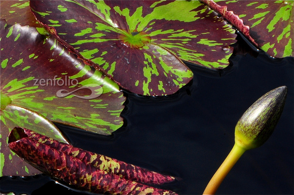 Waterlily 5 - 2012
