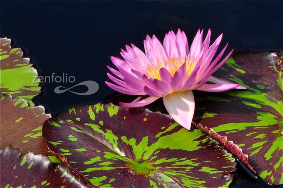 Waterlily 6 - 2012