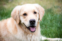 RUGBY - Golden Retriever 12-May-15