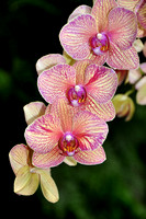 TRIPLE CROWN BEAUTY (Phaleonopsis Orchids)