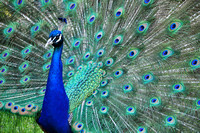 PEACOCK STYLE