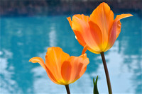 POOLSIDE TULIPS - LIMITED EDITION