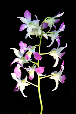 LIMITED EDITION - ORCHIDS on BLACK