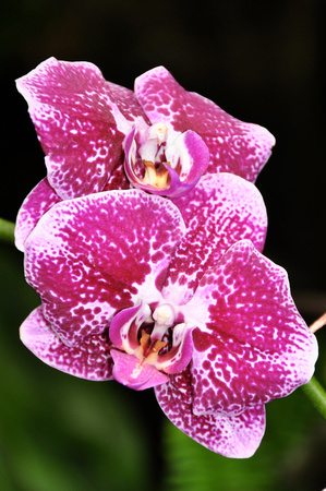 Happy Orchids