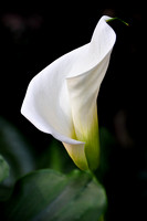 Elegance (Calla Lily) - matted $55