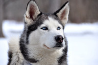 Portrait - Siberian Husky - $65. matted