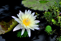 SHOW SPECIAL PRICING  $350. 12 X 18 print in 20 X 27 FRAME (Not on Display) - Waterlily on Black
