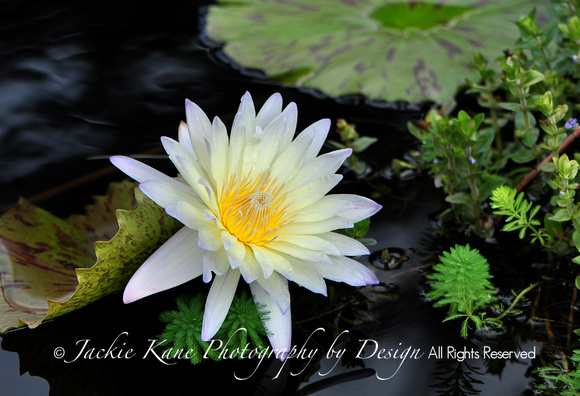 SHOW SPECIAL PRICING  $350. 12 X 18 print in 20 X 27 FRAME (Not on Display) - Waterlily on Black