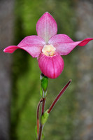 Orchid in Pink - $65. matted