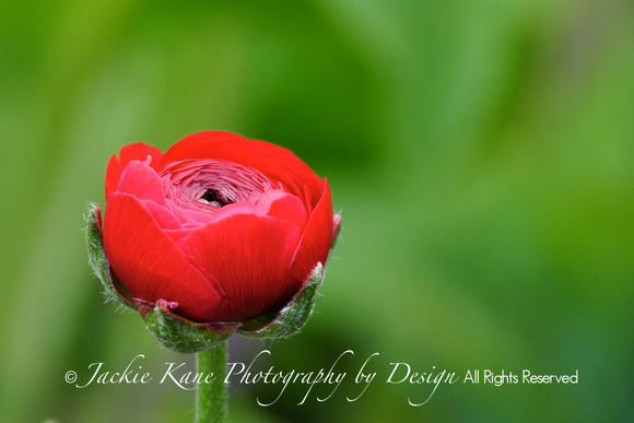 Red Rose Rannuculus - FRAMED $295 Show Special Pricing