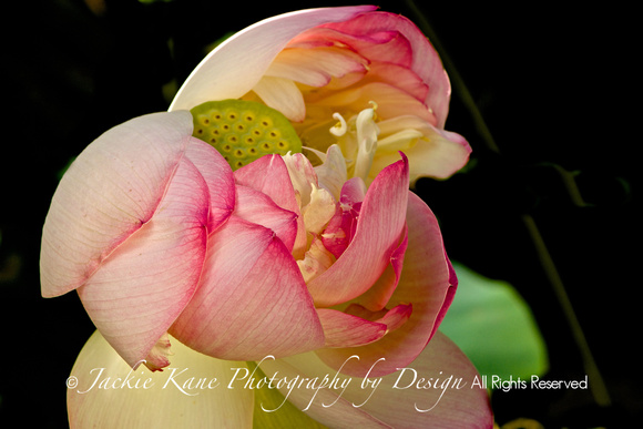 Lotus Beauty - $75. matted