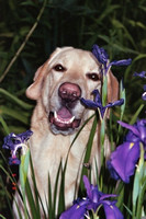 Charlie with Irises