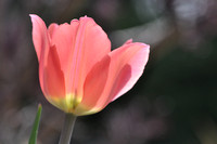 Tulip on Grey - $75. matted